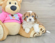 6 week old Saussie Puppy For Sale - Seaside Pups