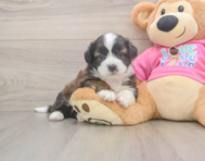5 week old Saussie Puppy For Sale - Seaside Pups