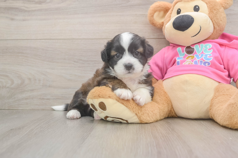5 week old Saussie Puppy For Sale - Seaside Pups