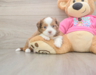 5 week old Saussie Puppy For Sale - Seaside Pups