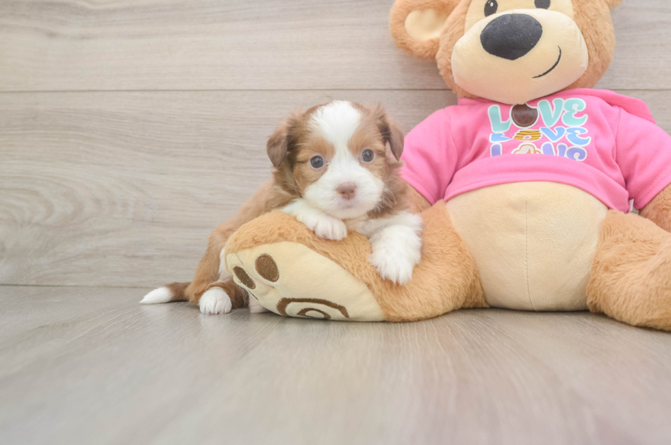 5 week old Saussie Puppy For Sale - Seaside Pups
