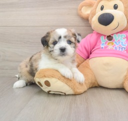 5 week old Saussie Puppy For Sale - Seaside Pups