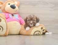 6 week old Saussie Puppy For Sale - Seaside Pups