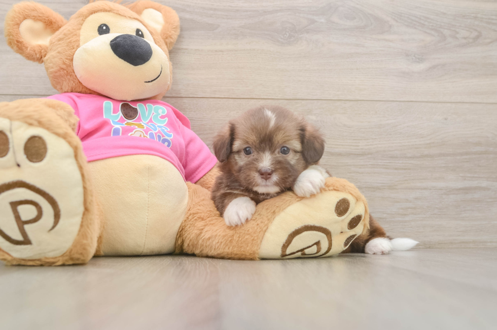 5 week old Saussie Puppy For Sale - Seaside Pups