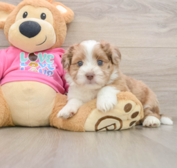 6 week old Saussie Puppy For Sale - Seaside Pups