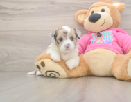 5 week old Saussie Puppy For Sale - Seaside Pups