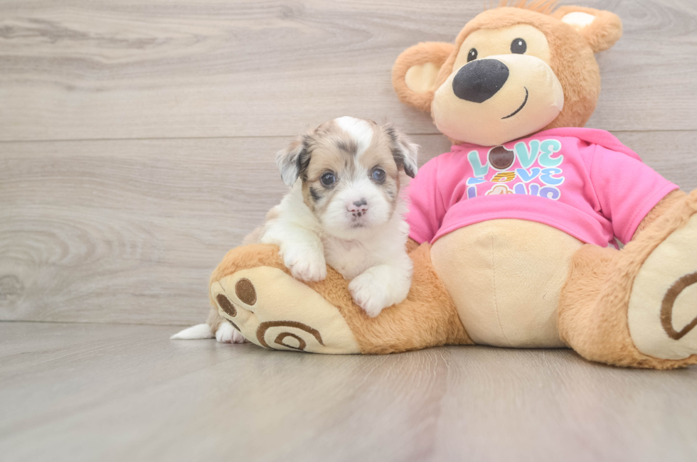 5 week old Saussie Puppy For Sale - Seaside Pups
