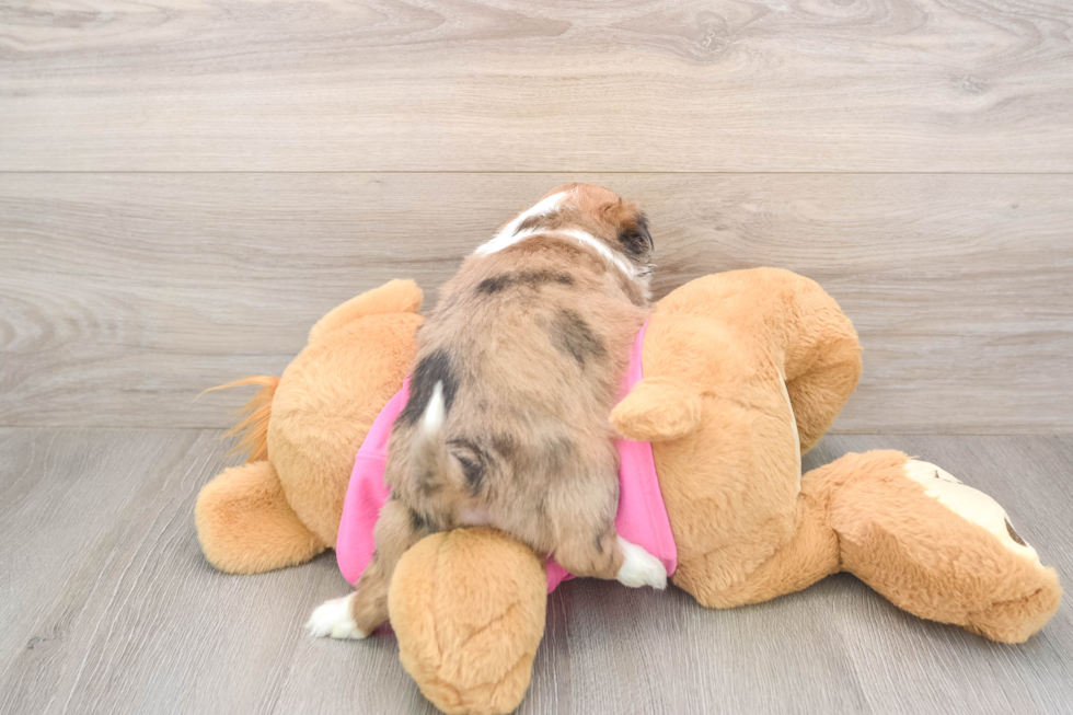 Cute Saussie Designer Pup