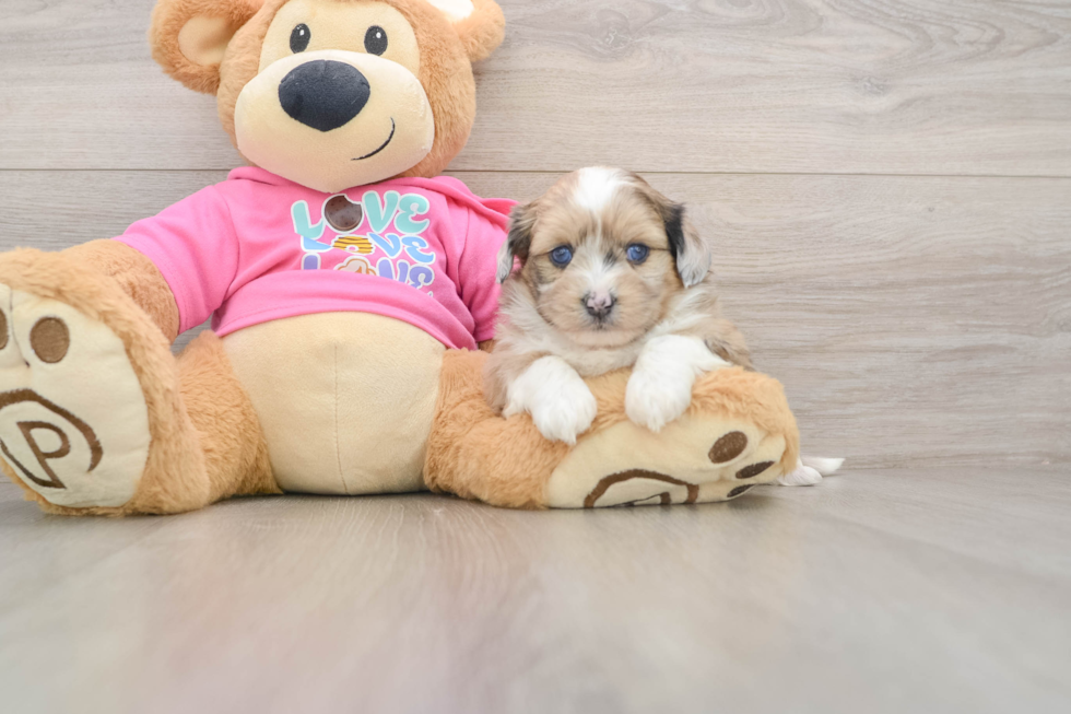 Cute Ausstzu Designer Puppy