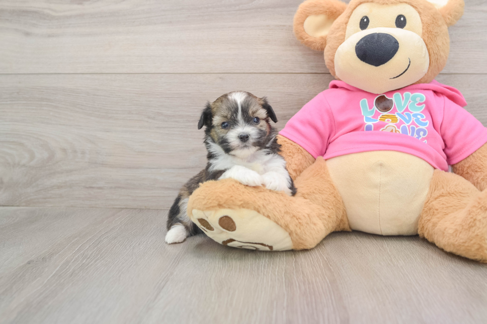 Saussie Puppy for Adoption