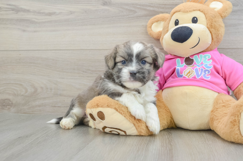 Saussie Puppy for Adoption