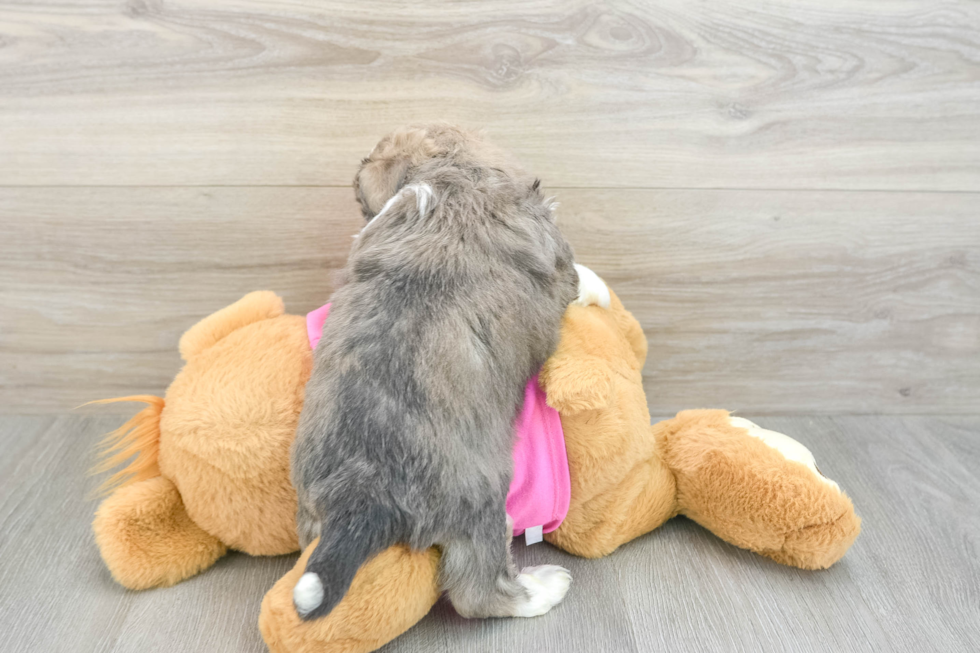 Cute Saussie Designer Pup