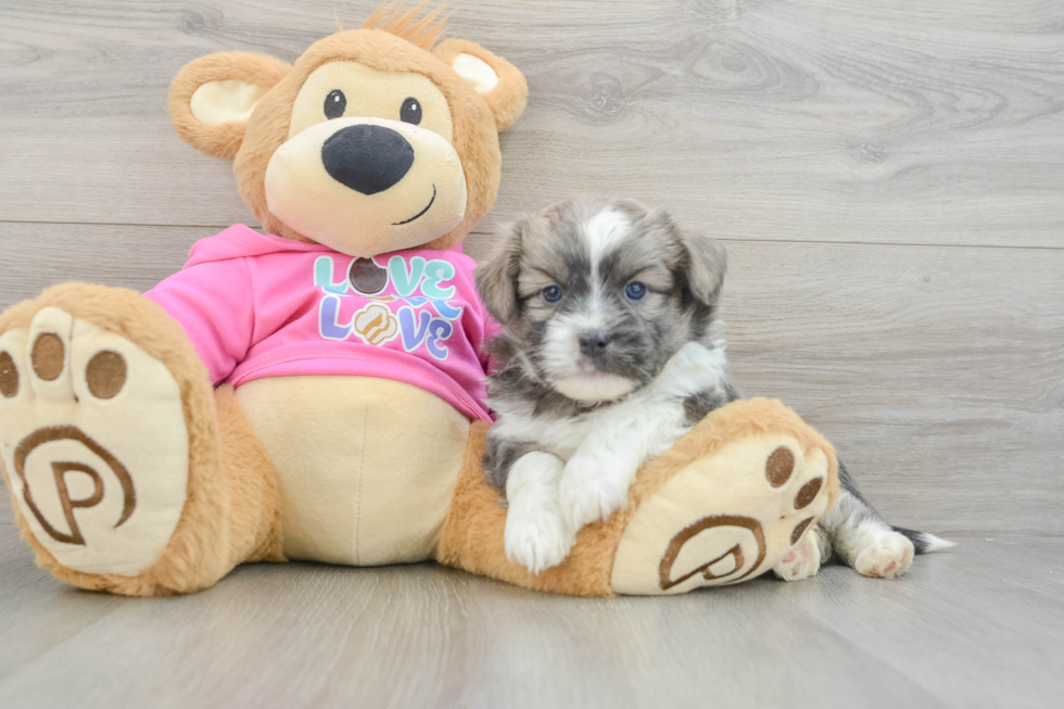 Saussie Puppy for Adoption