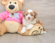 6 week old Saussie Puppy For Sale - Seaside Pups