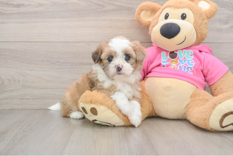 Cute Ausstzu Designer Puppy