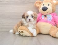 6 week old Saussie Puppy For Sale - Seaside Pups