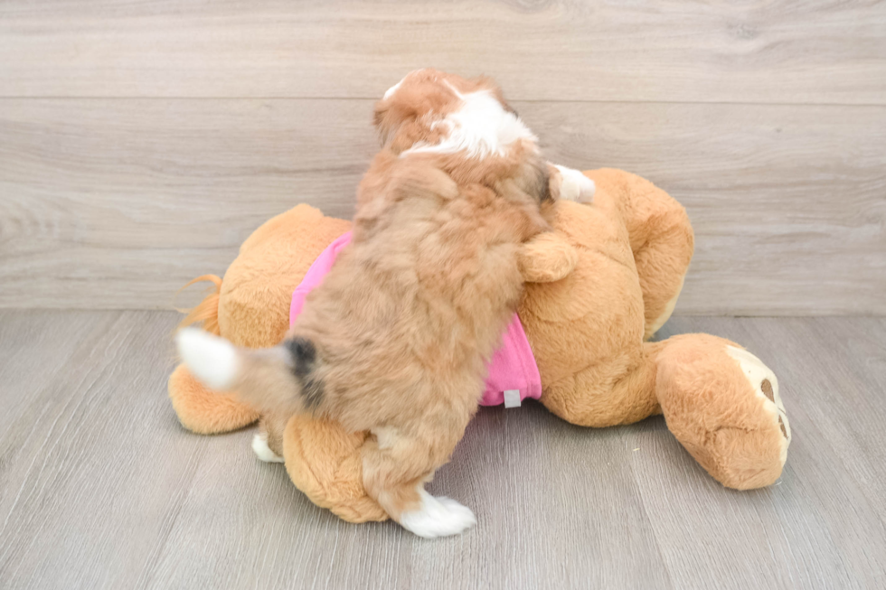 Saussie Puppy for Adoption