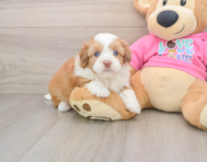 6 week old Saussie Puppy For Sale - Seaside Pups