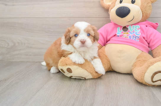 Saussie Pup Being Cute