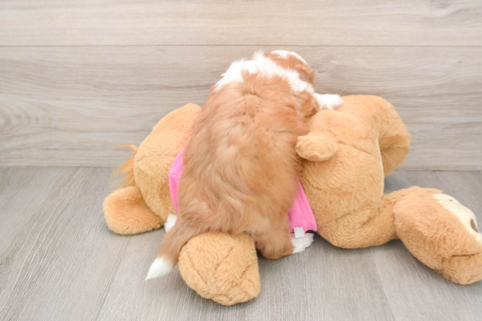 Cute Saussie Designer Pup