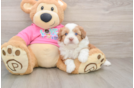 Cute Saussie Designer Pup