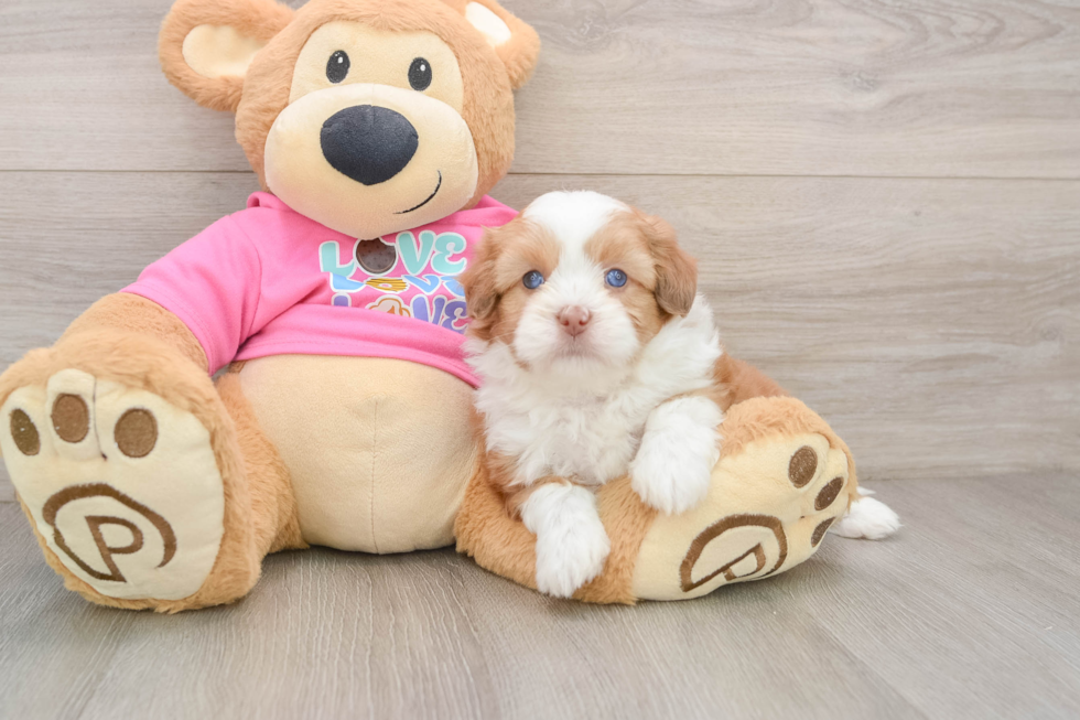 Cute Saussie Designer Pup