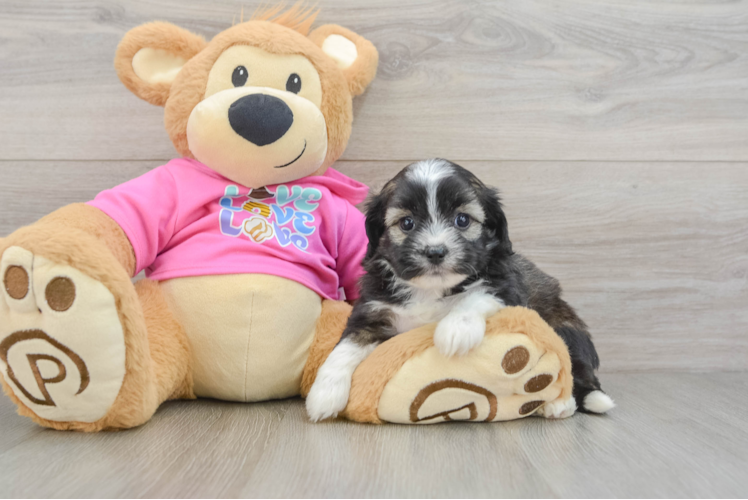 Cute Saussie Designer Pup