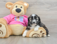 5 week old Saussie Puppy For Sale - Seaside Pups
