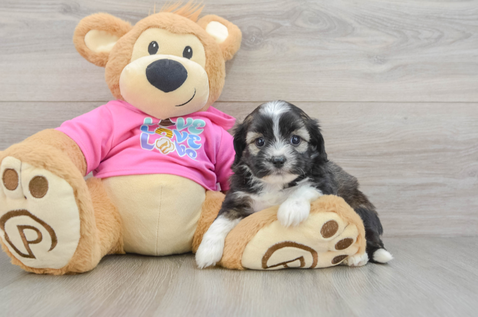 7 week old Saussie Puppy For Sale - Seaside Pups