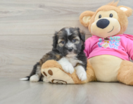 5 week old Saussie Puppy For Sale - Seaside Pups