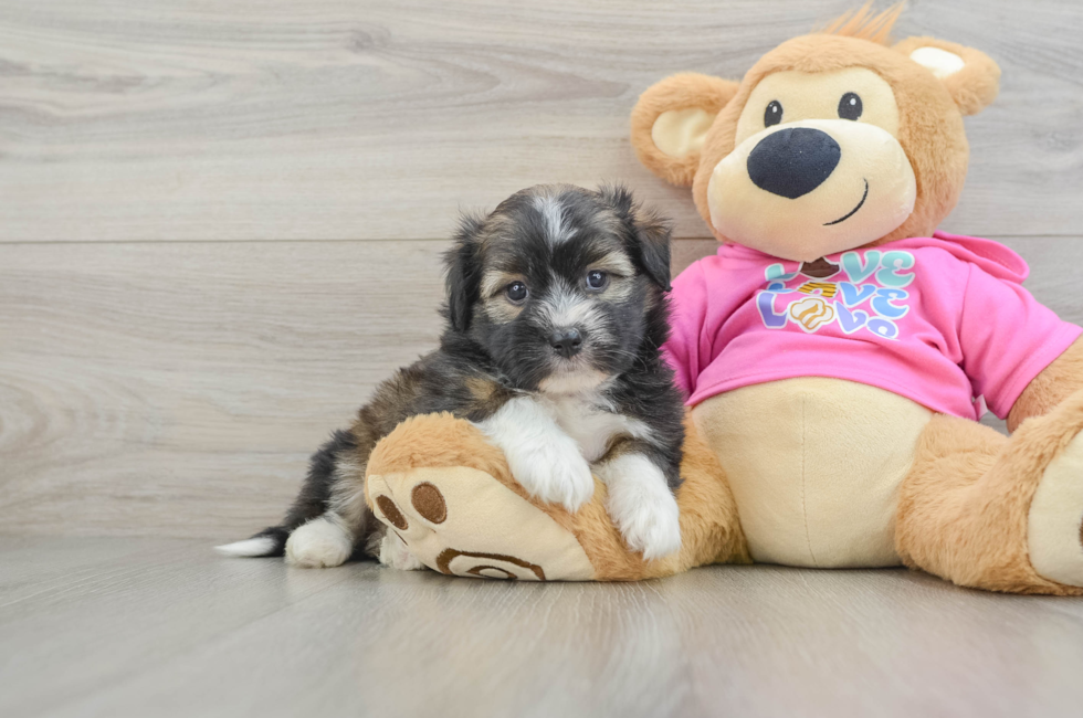 7 week old Saussie Puppy For Sale - Seaside Pups