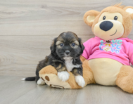 5 week old Saussie Puppy For Sale - Seaside Pups