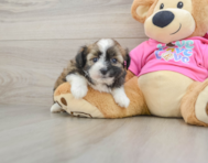 5 week old Saussie Puppy For Sale - Seaside Pups