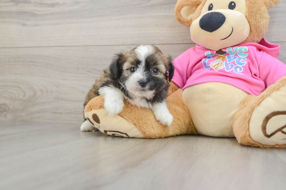 7 week old Saussie Puppy For Sale - Seaside Pups