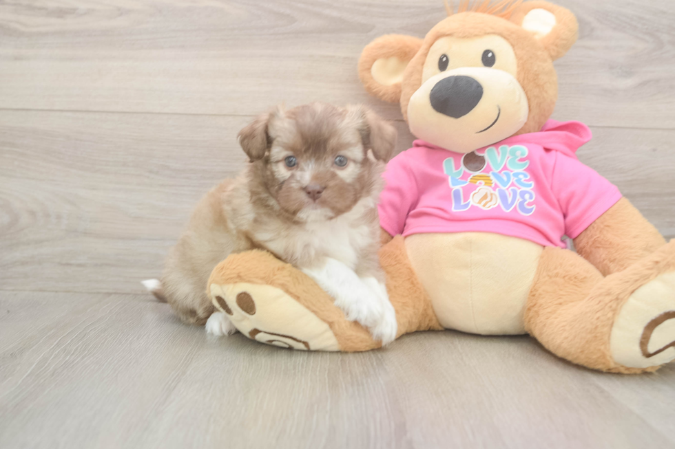 Saussie Pup Being Cute