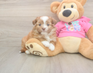 5 week old Saussie Puppy For Sale - Seaside Pups