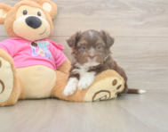 5 week old Saussie Puppy For Sale - Seaside Pups