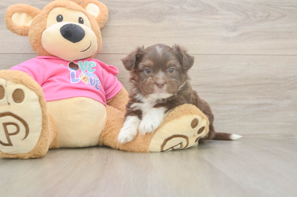 5 week old Saussie Puppy For Sale - Seaside Pups
