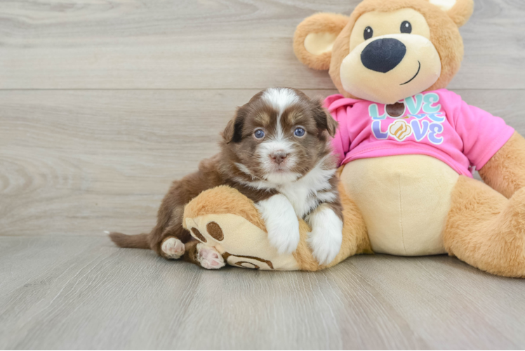 Cute Saussie Designer Pup