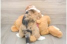 Cute Saussie Designer Pup
