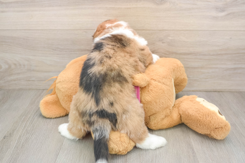 Cute Saussie Designer Pup