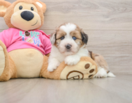 5 week old Saussie Puppy For Sale - Seaside Pups