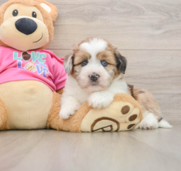 5 week old Saussie Puppy For Sale - Seaside Pups