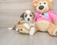 5 week old Saussie Puppy For Sale - Seaside Pups