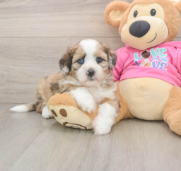 5 week old Saussie Puppy For Sale - Seaside Pups
