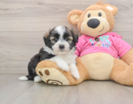 5 week old Saussie Puppy For Sale - Seaside Pups
