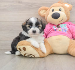 5 week old Saussie Puppy For Sale - Seaside Pups