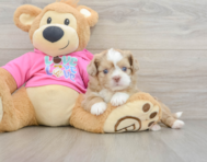 8 week old Saussie Puppy For Sale - Seaside Pups