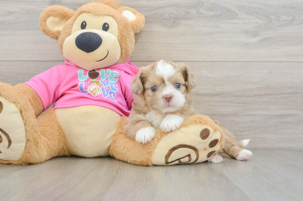 6 week old Saussie Puppy For Sale - Seaside Pups