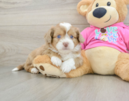 8 week old Saussie Puppy For Sale - Seaside Pups